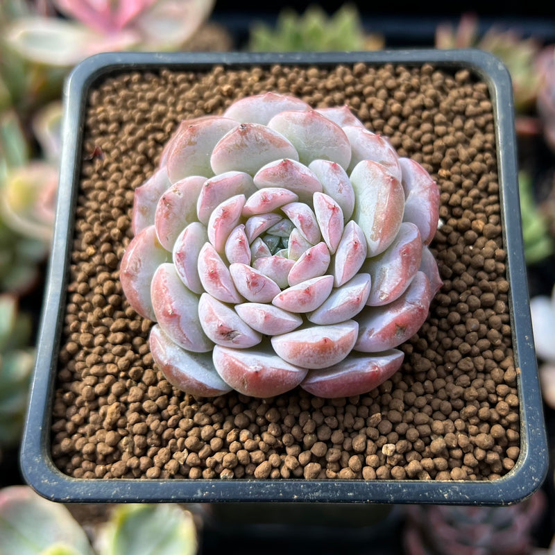 Echeveria 'Amazing Grace' 1" Succulent Plant