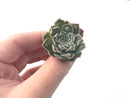 Echeveria 'Hearts Choice' 1" Small Succulent Plant