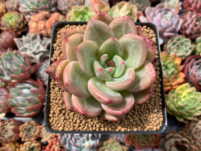 Echeveria 'Pink Champaign' 2"-3" Succulent Plant