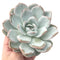 Echeveria 'Ivory' Extra Large 6" Powdery Succulent Plant