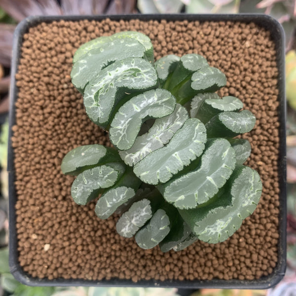 Haworthia Truncata sp. 3" Cluster Succulent Plant