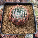 Echeveria sp. 3" Succulent Plant