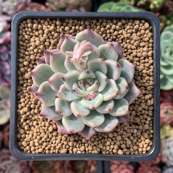 Echeveria 'Cherry Blossom Ending' 2"-3" Succulent Plant