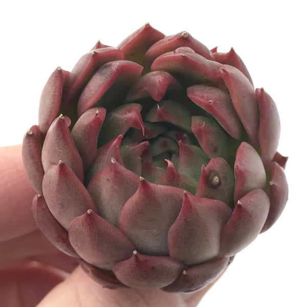 Echeveria Agavoides 'Michelo' 2" Succulent Plant