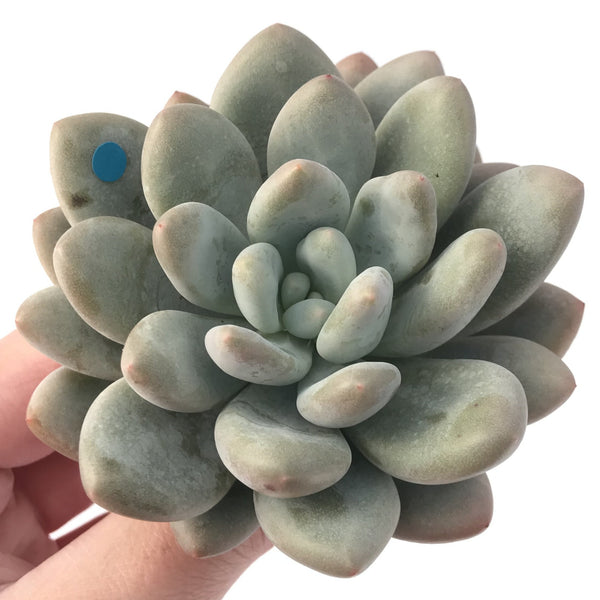 Pachyphytum cv 'Frevel' 4" Succulent Plant