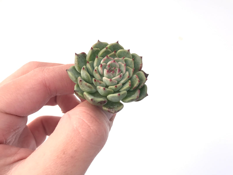 Echeveria 'Sarahime' 1" Small Succulent Plant