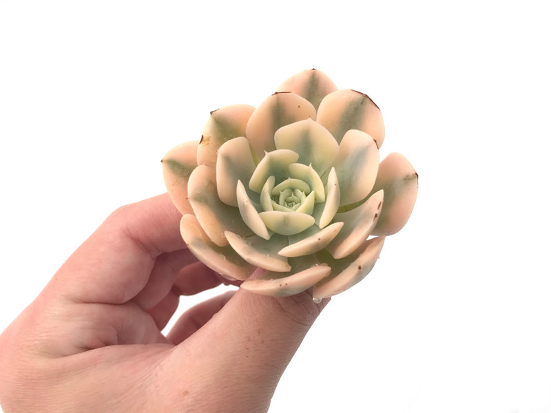 Echeveria Runyonii Variegated (Aka Echeveria 'Akaihosi' Variegated) 2" Succulent Plant