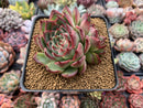 Echeveria Agavoides 'Amor' 3" Succulent Plant