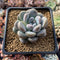 Pachyphytum 'Mureleri' 3" New Hybrid Powdery Succulent Plant