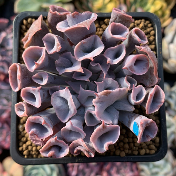 Echeveria 'Trumpet Pinky' 3" Succulent Plant