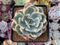 Echeveria 'Secunda' Variegated 4” Rare Succulent Plant