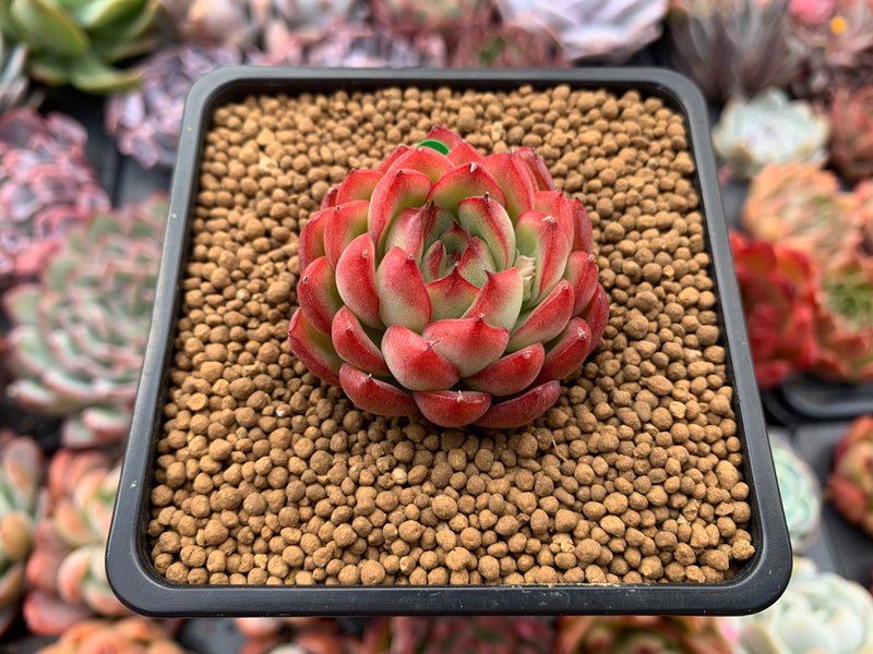 Echeveria Agavoides 'Pokeball' 1"-2" New Hybrid Succulent Plant