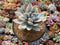 Pachyveria 'Simonasa' Variegated 4"-5" Powdery Succulent Plant