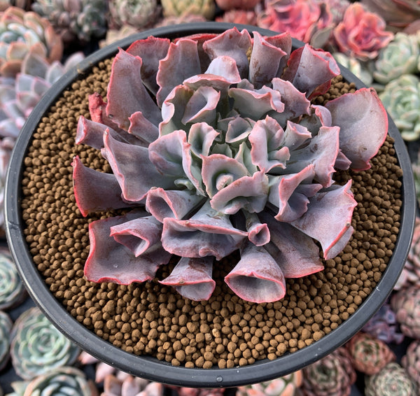 Echeveria 'Trumpet Pinky' 5" Large Succulent Plant