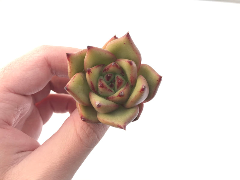 Echeveria Agavoides 'Ebony' Hybrid 2" Succulent Plant