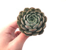 Echeveria 'Maroon Hill' 2”-3" Succulent Plant