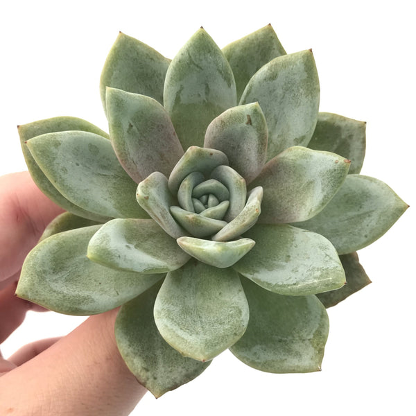 Echeveria 'German Champaign' 3"-4" Succulent Plant