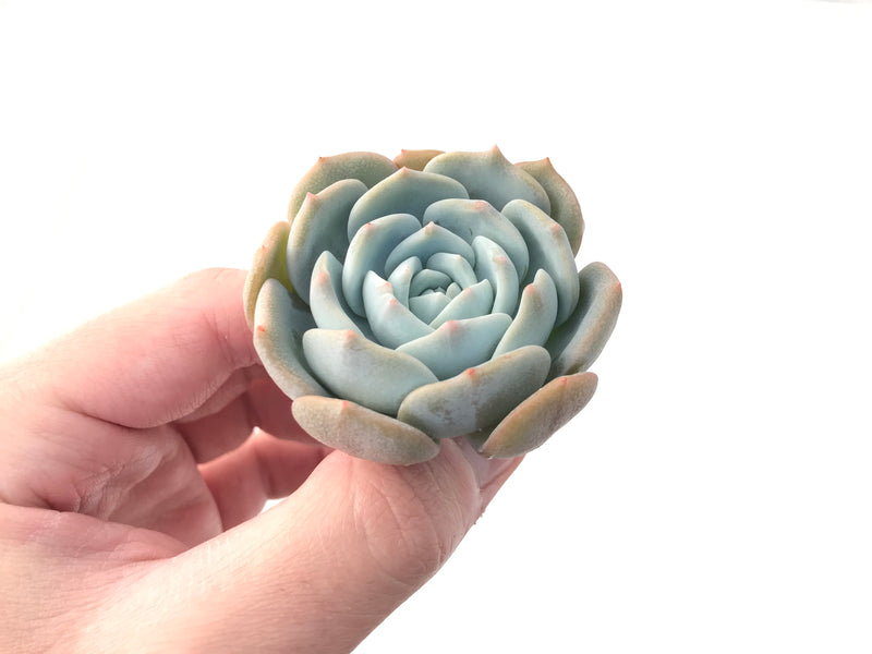 Echeveria 'White One' 2"-3" Succulent Plant