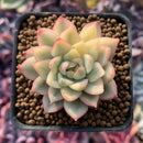 Echeveria 'Mebina' Variegated 1" Succulent Plant