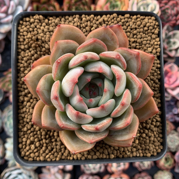 Echeveria 'Montfleuri' 4" Succulent Plant