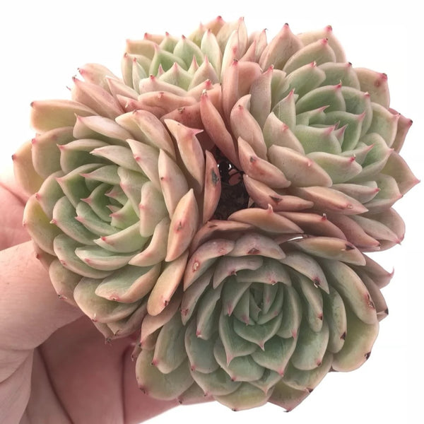 Echeveria Onslow Cluster 3” Rare Succulent Plant