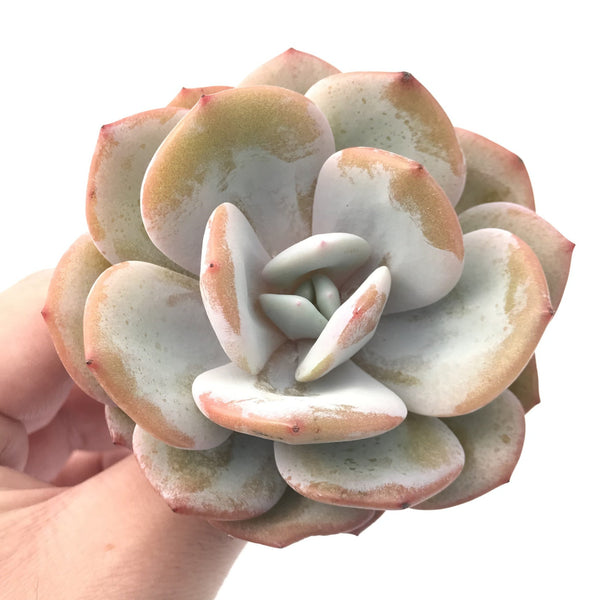 Echeveria ‘Cream Tea’ 3” Rare Succulent Plant