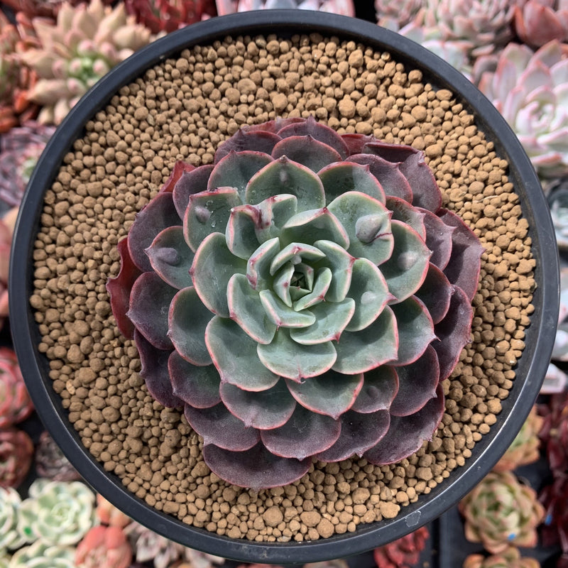 Echeveria 'Paco' 4" Succulent Plant