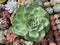 Greenovia Diplocycla 'Gigantea' 5"-6" Succulent Plant