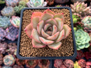 Echeveria sp. 2"-3" Succulent Plant