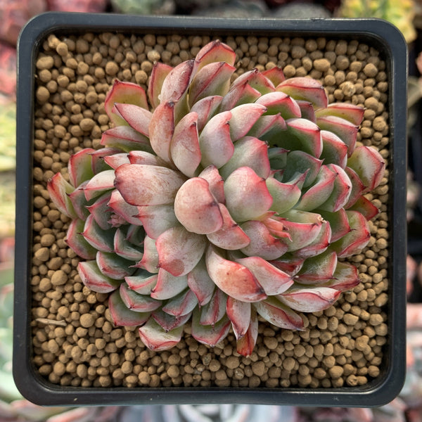 Echeveria 'Zaragoza' Hybrid 3" Succulent Plant