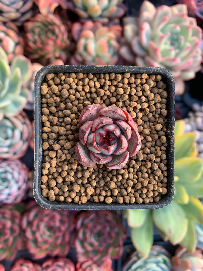 Echeveria 'Ailina' 1/2" Seedling Succulent Plant