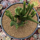 Euphorbia 'Leucodendron' Crested 5" Succulent Plant