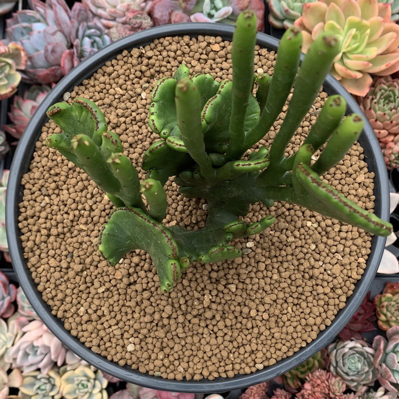 Euphorbia 'Leucodendron' Crested 5" Succulent Plant