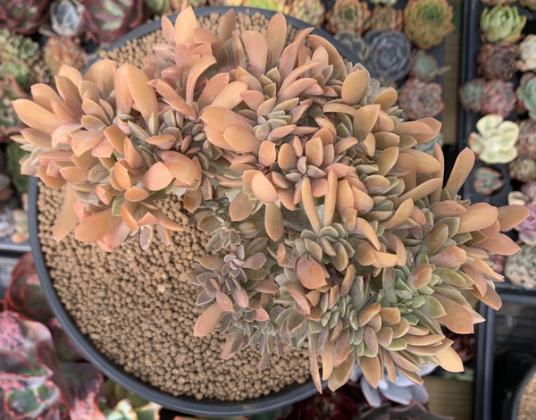 Graptoveria 'Fred Ives' Crested Cluster 7"-8" Succulent Plant