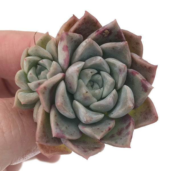 Echeveria 'Pink Spot' 2" Succulent Plant