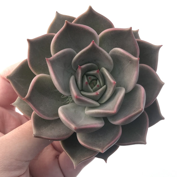 Echeveria Agavoides 'Sunny' 4" Large Succulent Plant