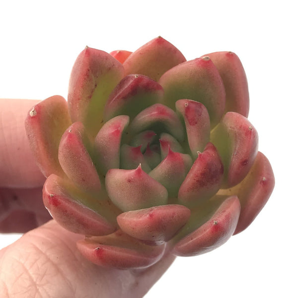 Echeveria Agavoides sp. 1" Succulent Plant