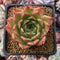 Echeveria Agavoides 'Elizabeth' 2" Succulent Plant