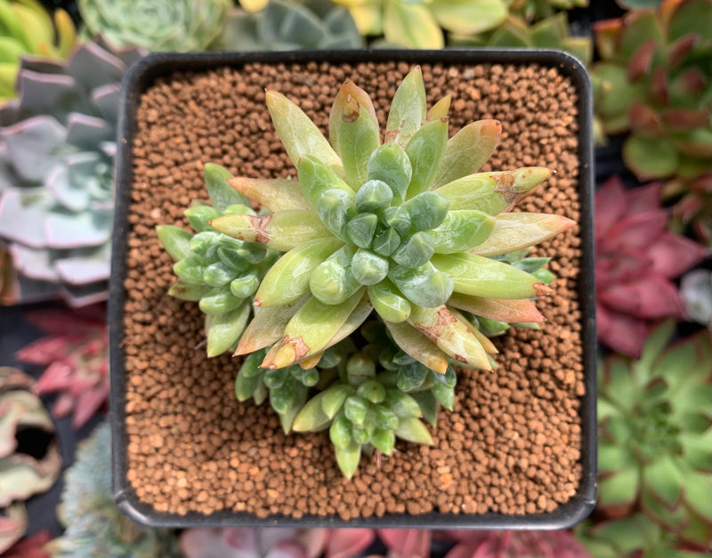 Pachyveria 'Bellgrave' Cluster 2"-3" Succulent Plant