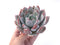 Echeveria 'Ivory' 5" Large Powdery Succulent Plant