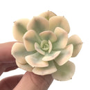 Echeveria Runyonii Variegated (Aka Echeveria 'Akaihosi' Variegated) 2" Succulent Plant