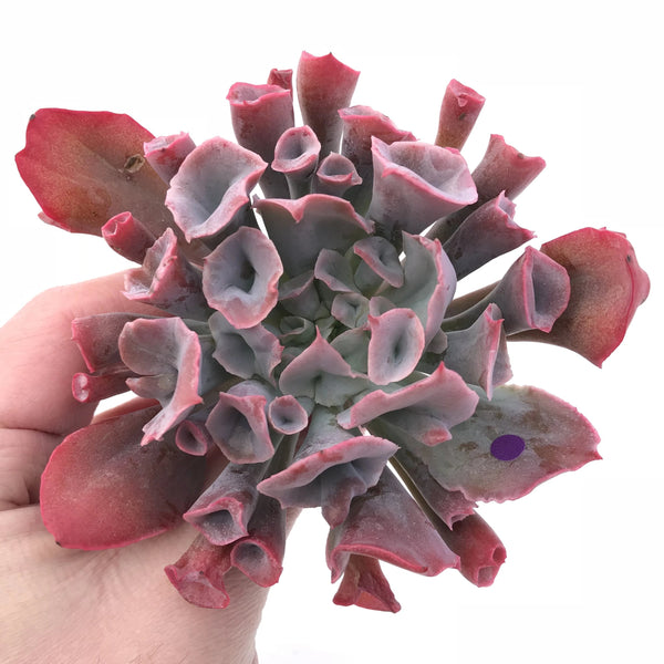 Echeveria Trumpet Pinky Large 4” Rare Succulent Plant