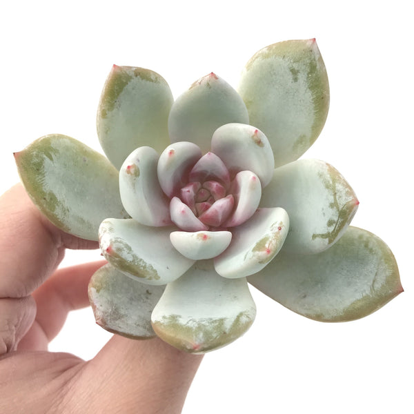 Echeveria 'Trumso' 2" Succulent Plant