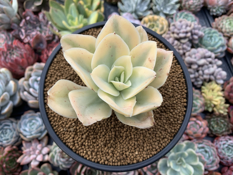 Echeveria 'Japan Moon River' Variegated 4" Succulent Plant