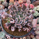 Echeveria 'Trumpet Pinky' 5" Large Succulent Plant