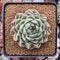 Echeveria Agavoides 'Silver Ebony' 3" Succulent Plant