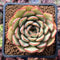 Echeveria 'Arti' 1"-2" New Hybrid Succulent Plant