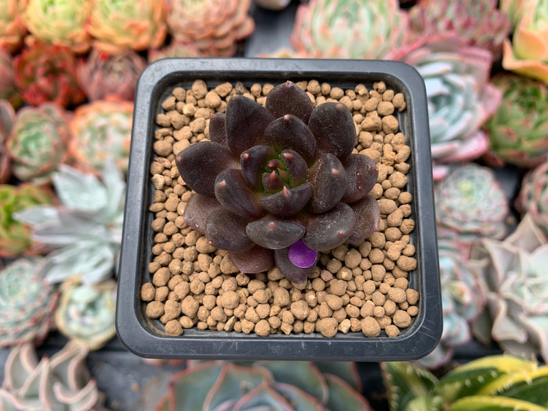 Echevera 'Blackbird' 1" Succulent Plant