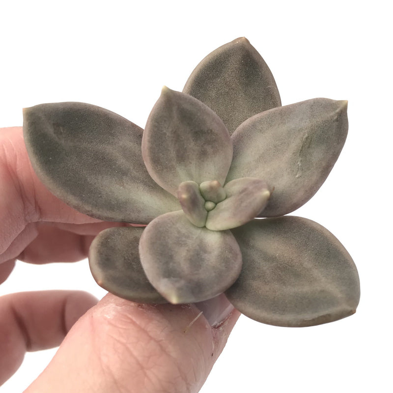 Echeveria 'Xichuensis' Small 1"-2" Succulent Plant