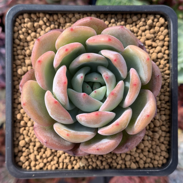 Echeveria 'Starmark' 3" Succulent Plant